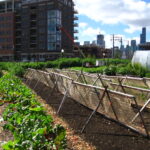 Compostaje y Horticultura Urbana: Cómo Crear Ecosistemas Sostenibles en Ciudades
